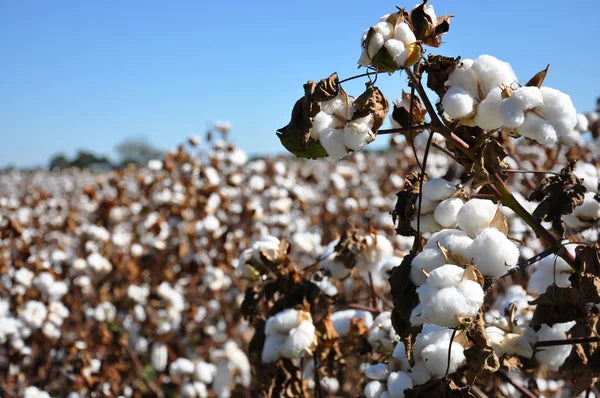 Is Cotton Really the Most Toxic and Least Sustainable Fabric?